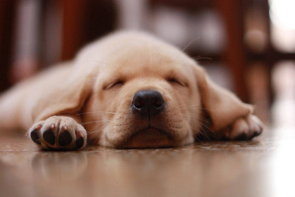 人間だけじゃない！犬の熱中症にも注意！