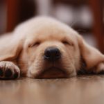 人間だけじゃない!犬の熱中症にも注意!