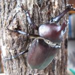 パパ&ママ必見!子供向けのわかりやすいカブトムシ採集マニュアル!夏は家族で昆虫採集に行こう!