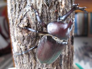 パパ＆ママ必見！子供向けのわかりやすいカブトムシ採集マニュアル！夏は家族で昆虫採集に行こう！