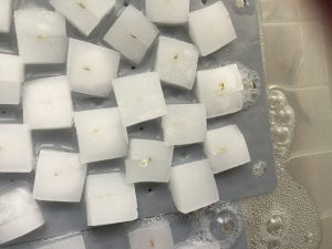 水耕栽培スタート!プラケースで水耕栽培始めてみた
