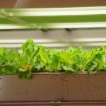 野菜を育てるなら水耕栽培が絶対オススメ!水耕栽培のメリット