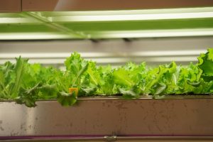 野菜を育てるなら水耕栽培が絶対オススメ！水耕栽培のメリット