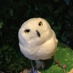 餌はきついけどフクロウは可愛い!フクロウカフェに行ってきた