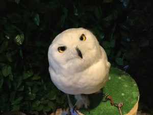 餌はきついけどフクロウは可愛い!フクロウカフェに行ってきた